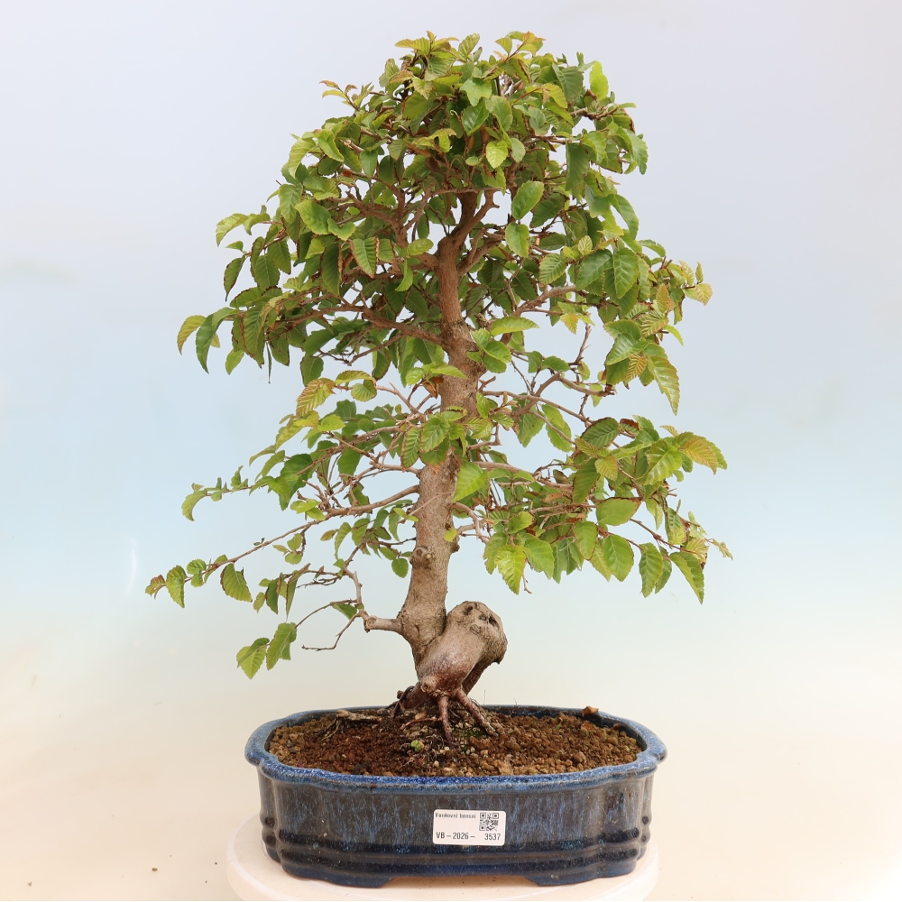 Vonkajšie bonsaje -Carpinus CARPINOIDES - Hrab kórejský