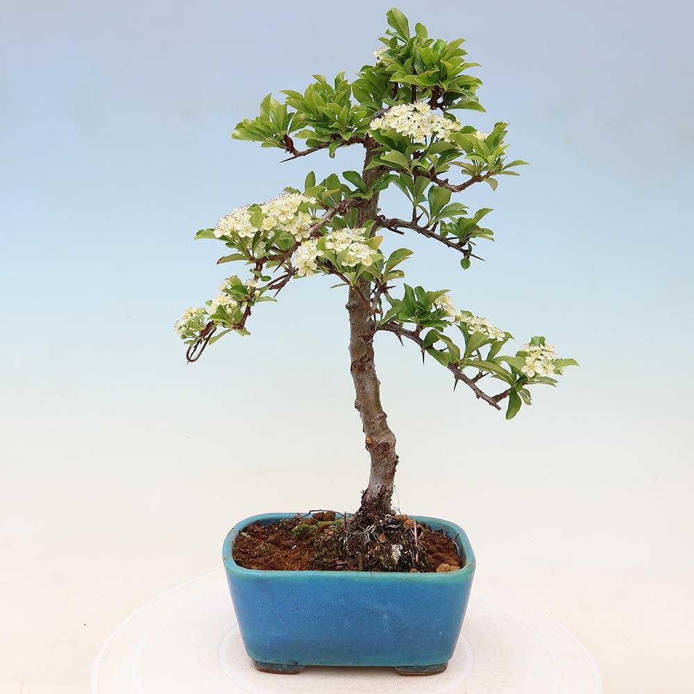 Vonkajší bonsai – Pyracantha teton – Hlohovec šarlátový
