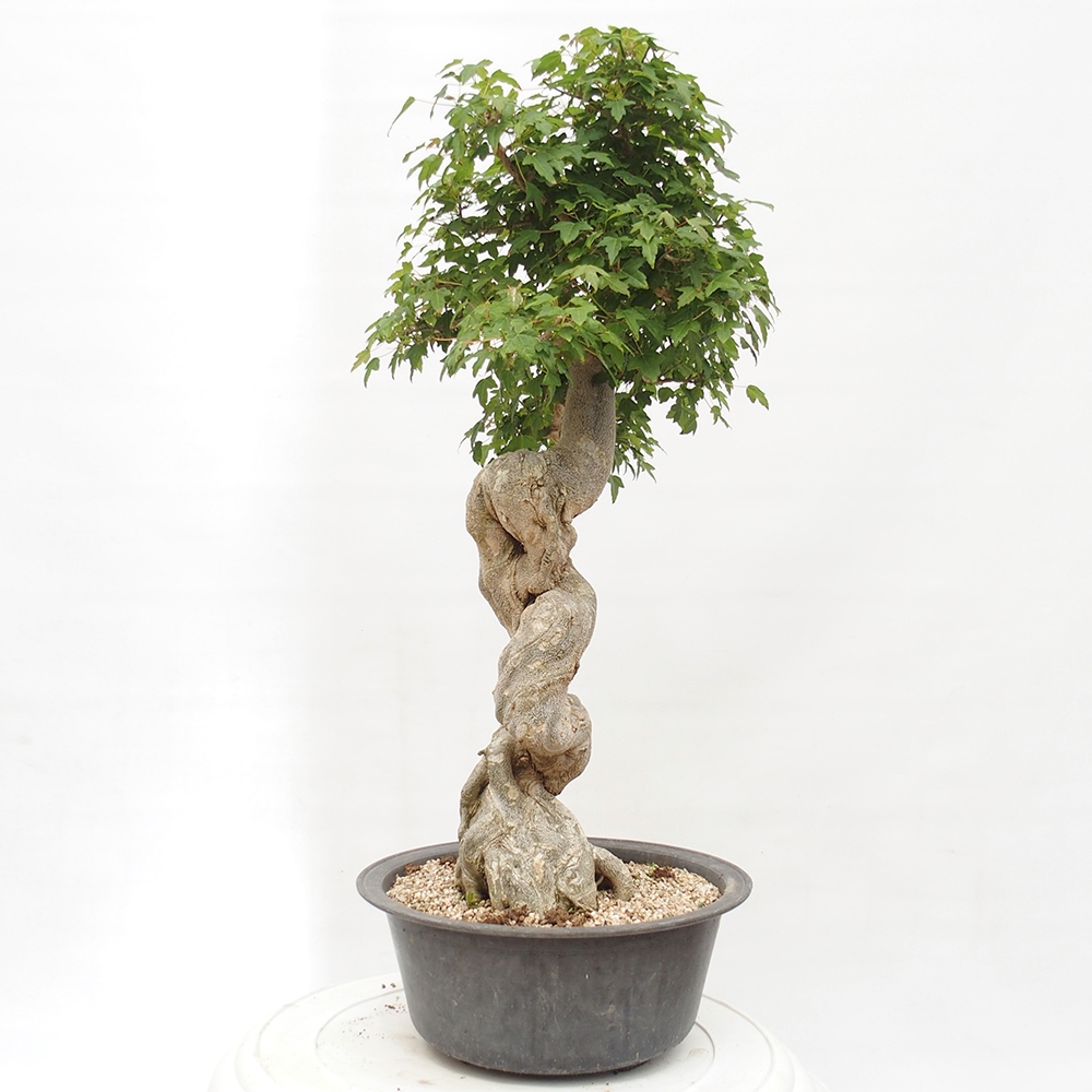 Vonkajšie bonsai - Javor Buergerianum - Javor Burgerův