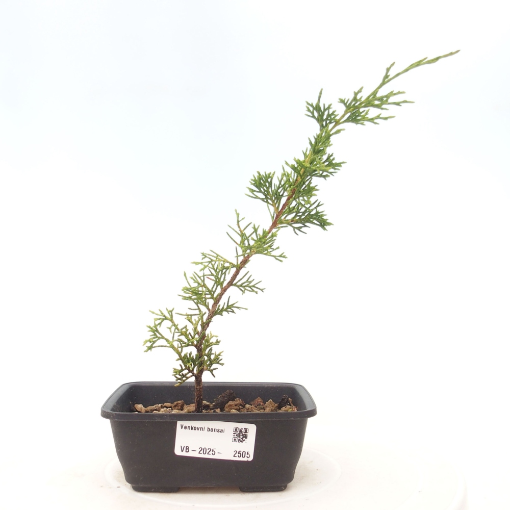 Vonkajší bonsai - Juniperus chinensis Itoigawa -Jalovec čínsky