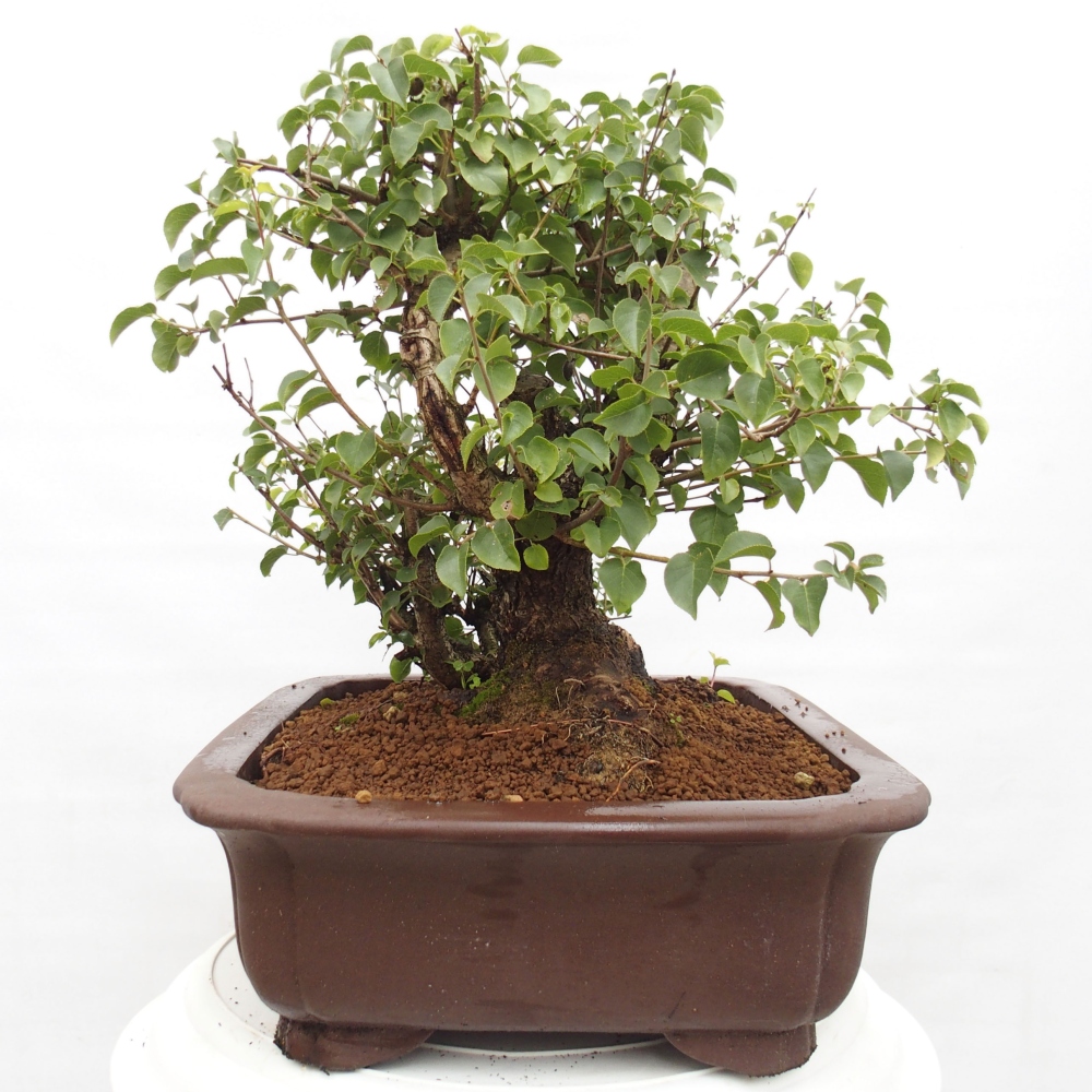 Vonkajšie bonsai - Mahalebka - Prunus mahalieb
