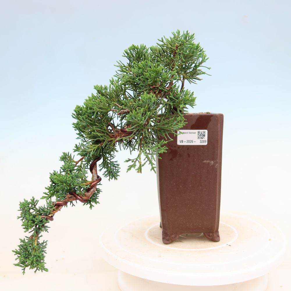 Vonkajší bonsaj - Juniperus chinensis Kishu