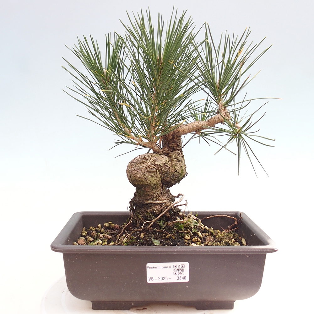 Vonkajšie bonsaje - Pinus thunbergii - borovica Thunbergova