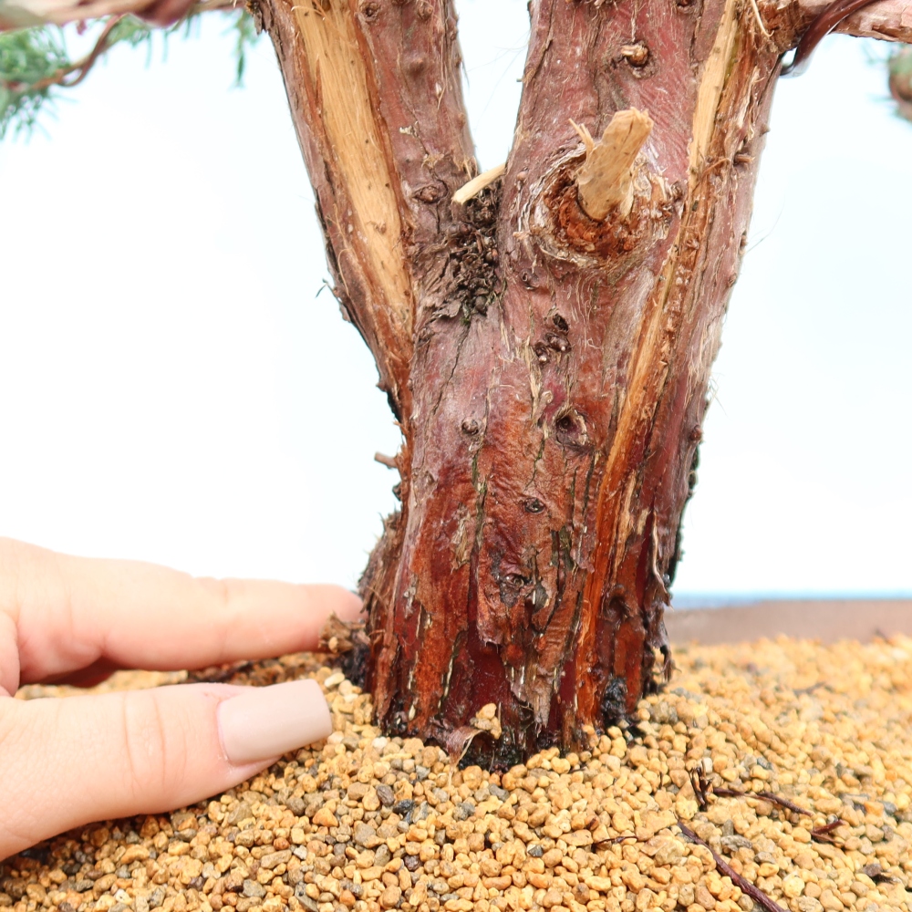 Vonkajší bonsaj - Juniperus chinensis Kishu