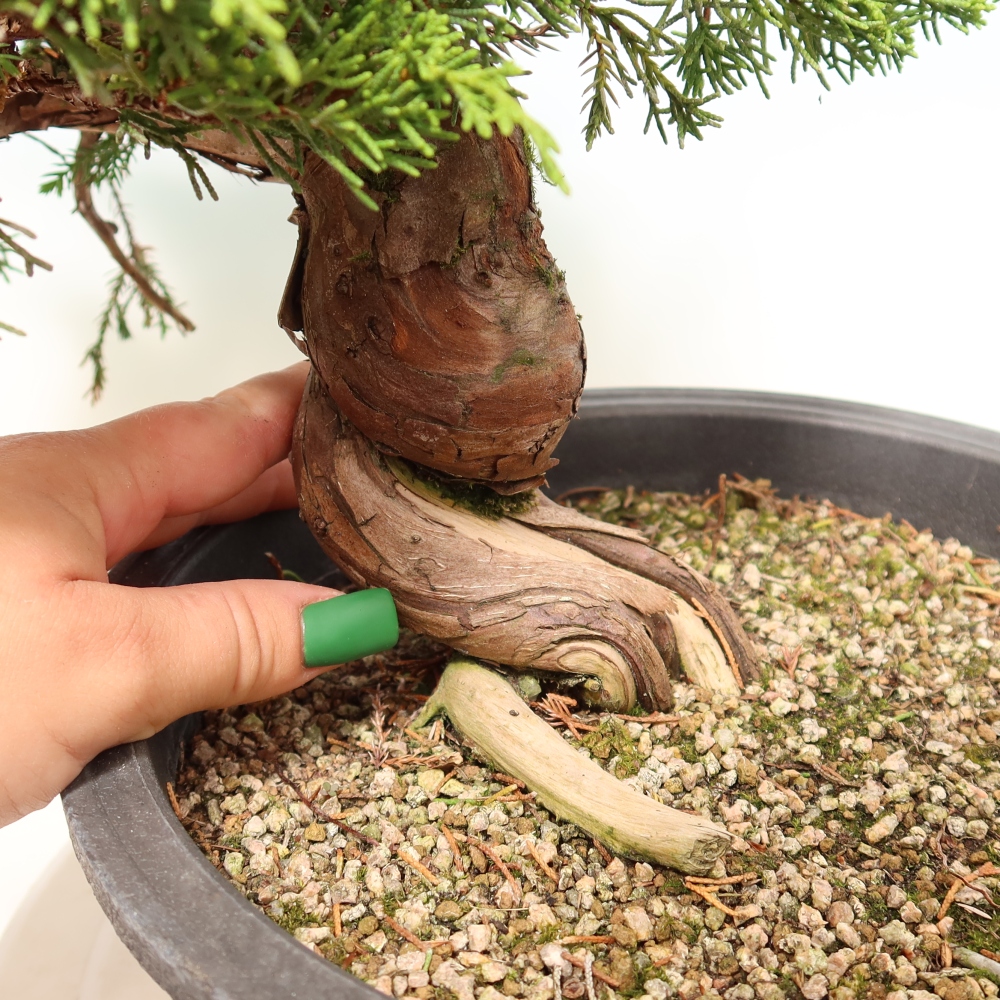 Vonkajší bonsai – Juniperus chinensis Itoigawa – čínsky jalovec