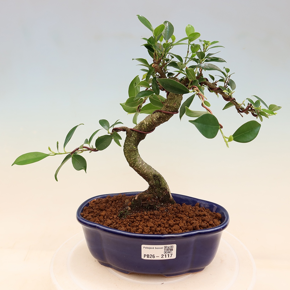 Izbový bonsaj - Ficus retusa - drobnolistý fikus