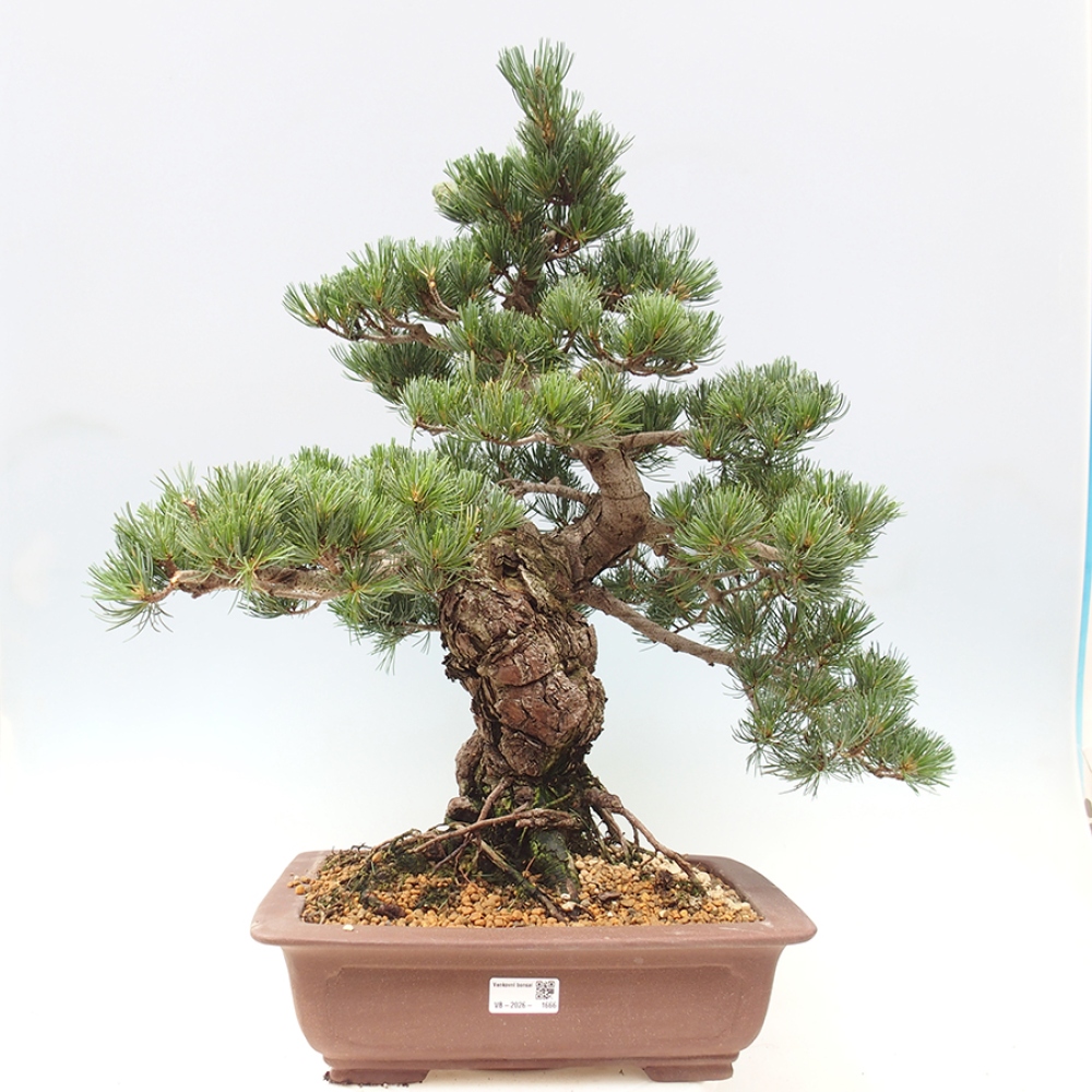 Vonkajšie bonsaje - Pinus parviflora - Pinus parviflora
