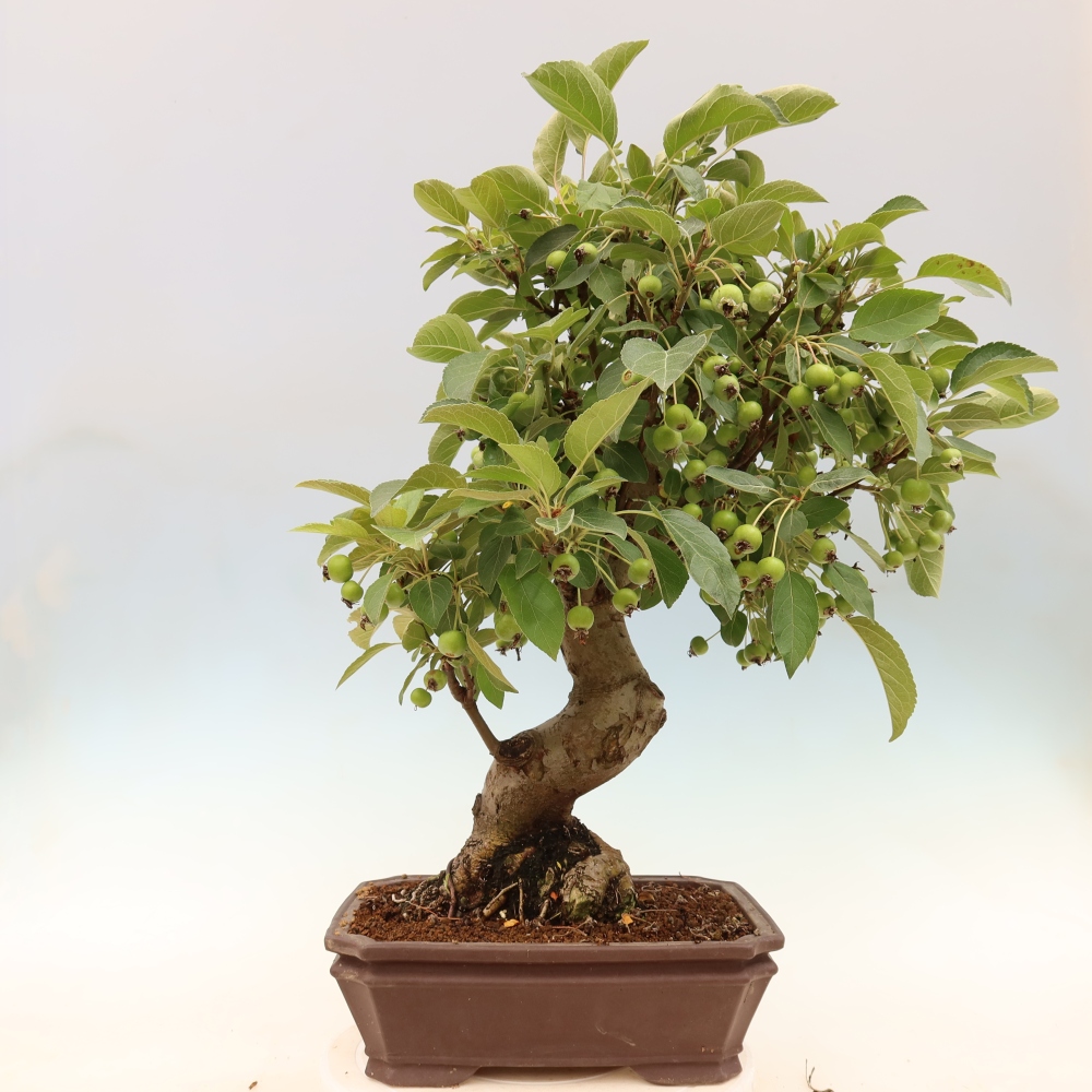 Vonkajšia bonsaj -Malus halliana - Malokvetá jabloň