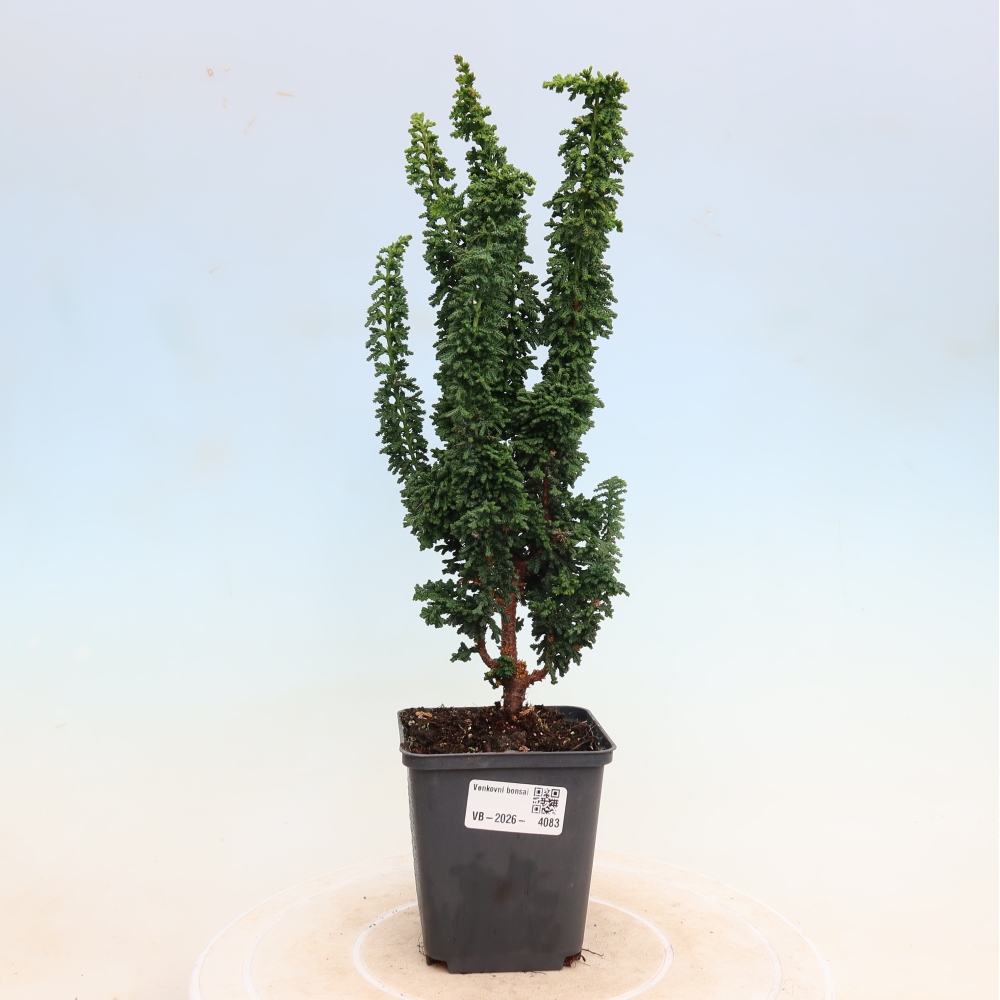 Vonkajší bonsaj - Cham. obtusa SEKKA HINOKI - Cypruštek