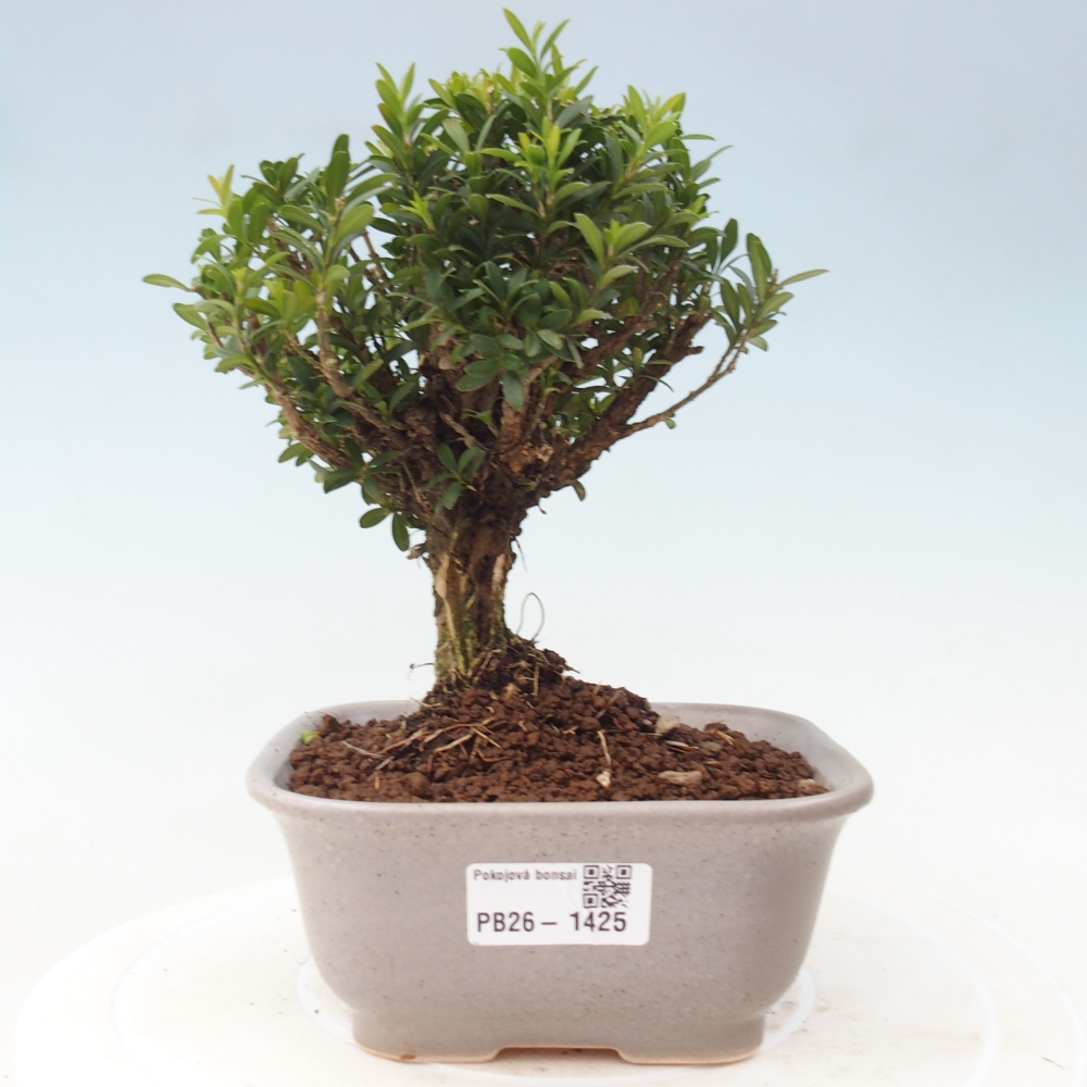 Izbové bonsaje - Buxus harlandii - korkový buxus