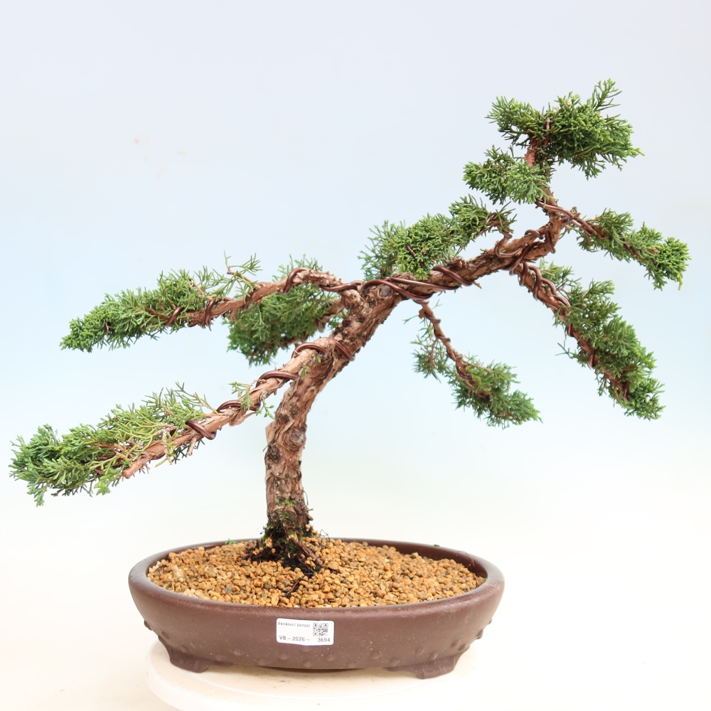 Vonkajší bonsaj - Juniperus chinensis Kishu