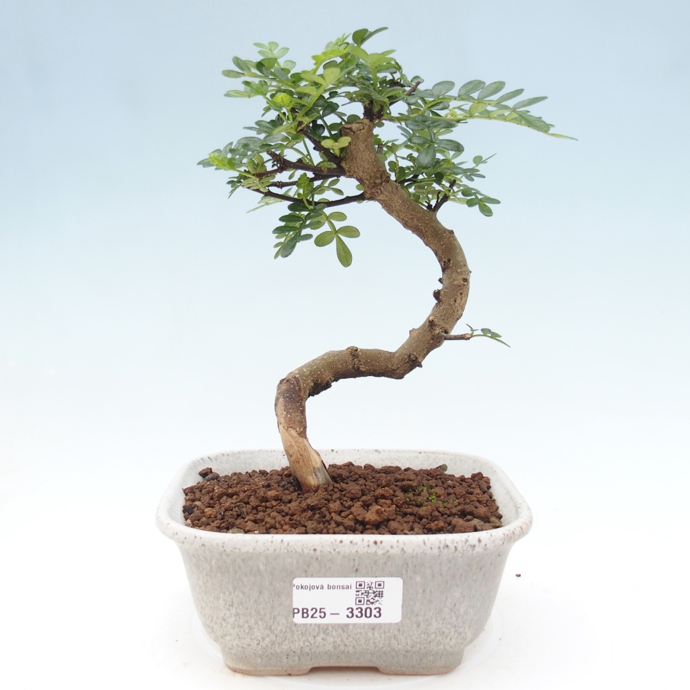 Izbová bonsai - Zantoxylum piperitum - korenistý