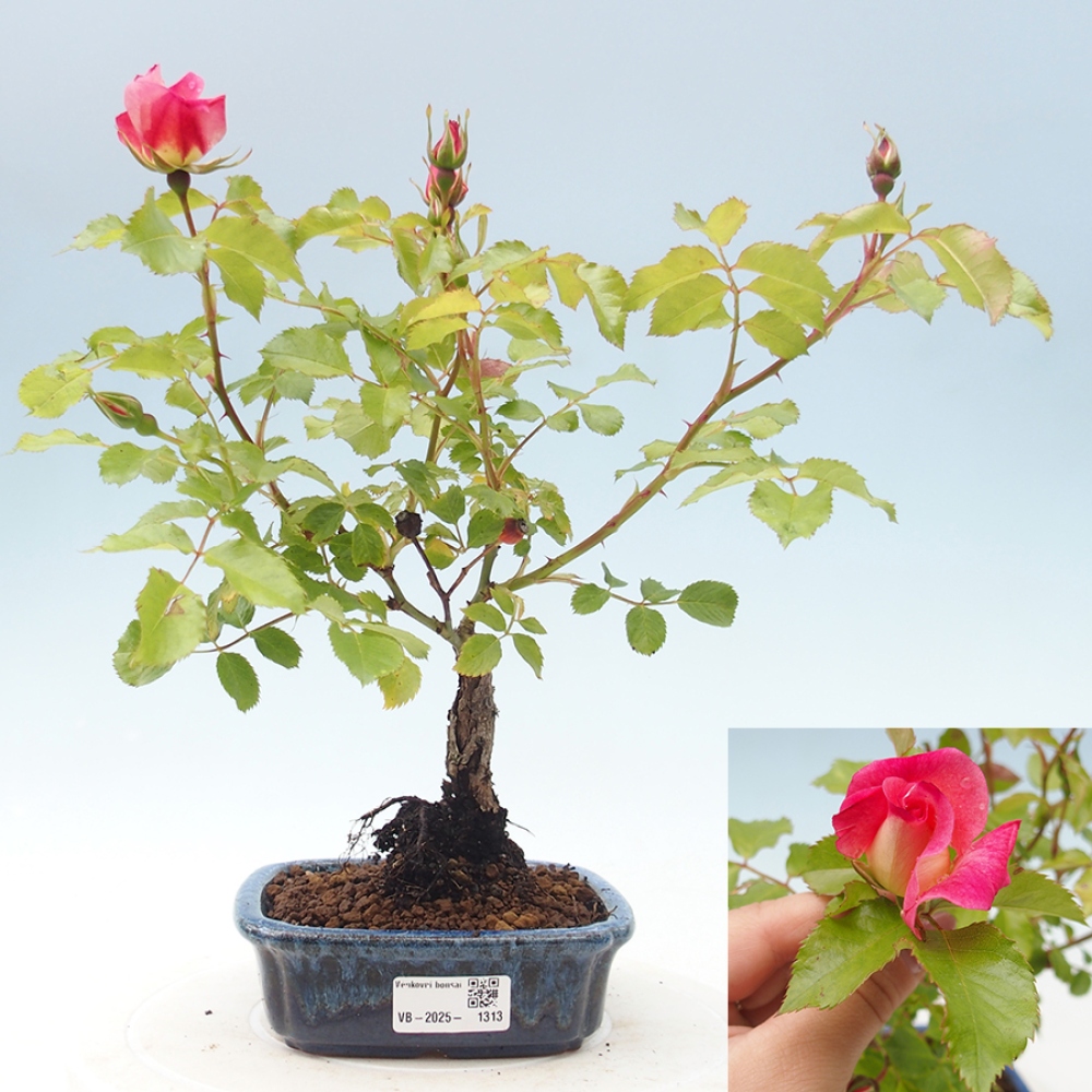 Vonkajší bonsai - Rosa Kordes - ruža