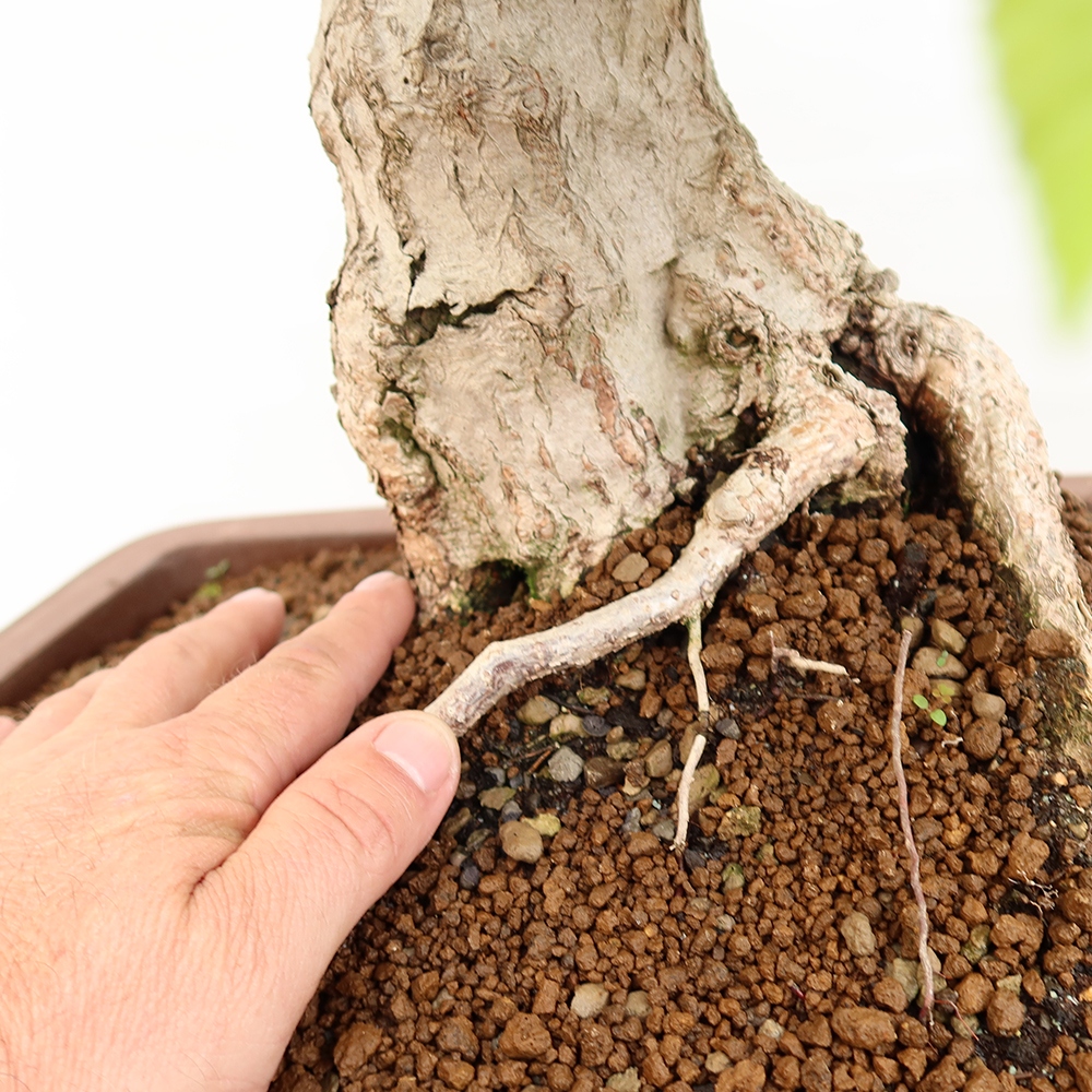 Vonkajší bonsai -Carpinus Coreana - Hrab kórejský