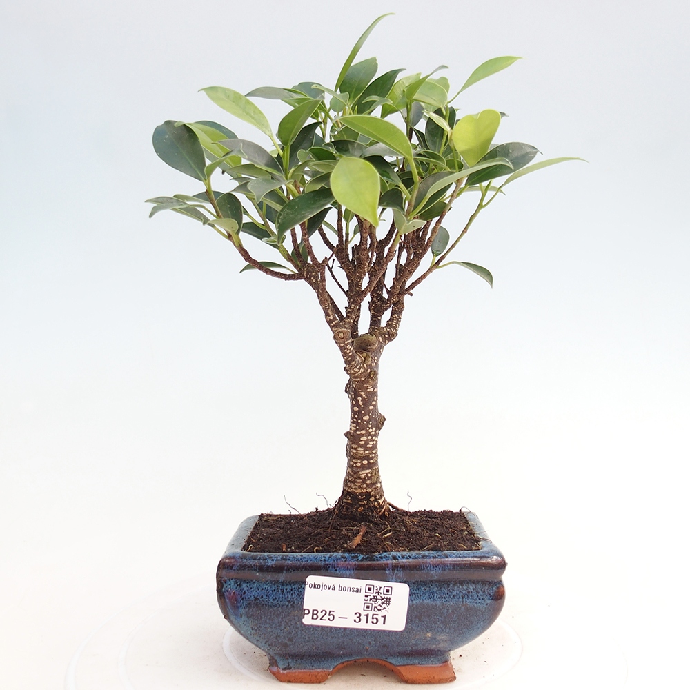 Izbové bonsaje Ficus retusa kimmen