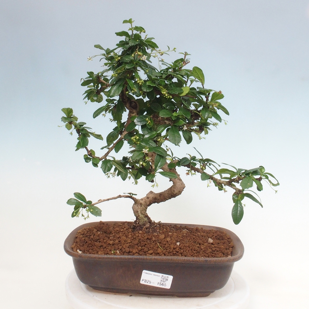 Izbová bonsai - Carmona macrophylla - Čaj fuki