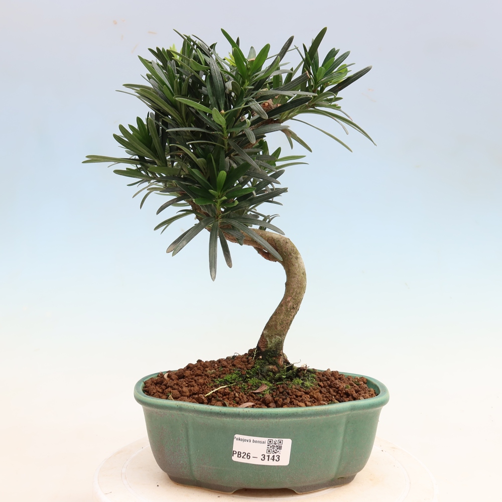Izbové bonsaje - Podocarpus - Kamenný tis