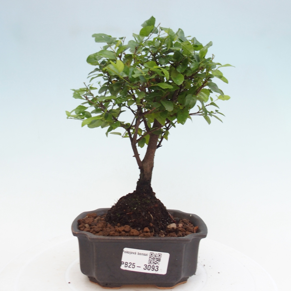 Izbová bonsai - Sagerécie thea - Sagerécie thea