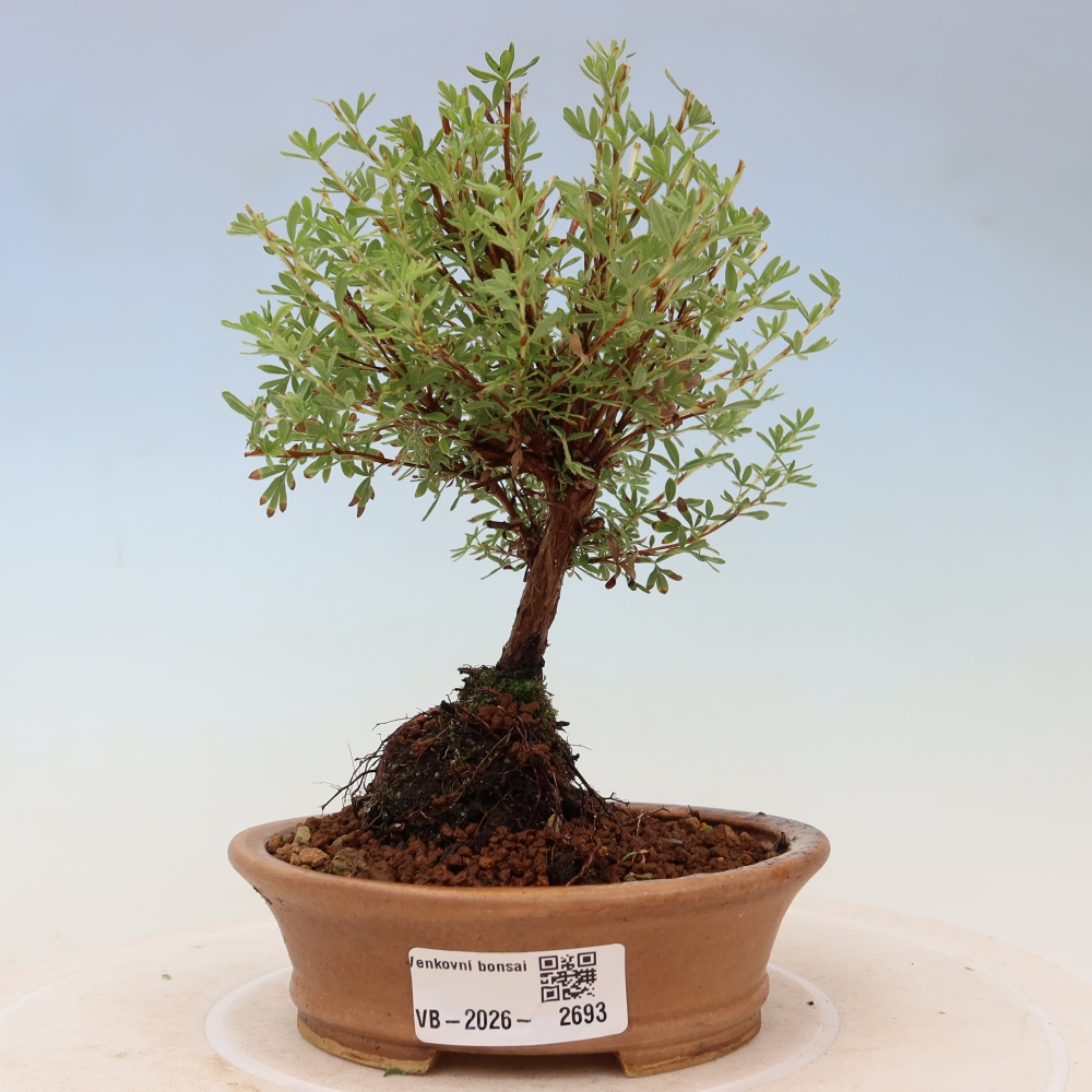Vonkajší bonsai – Potentila fruticosa – Goldkissen