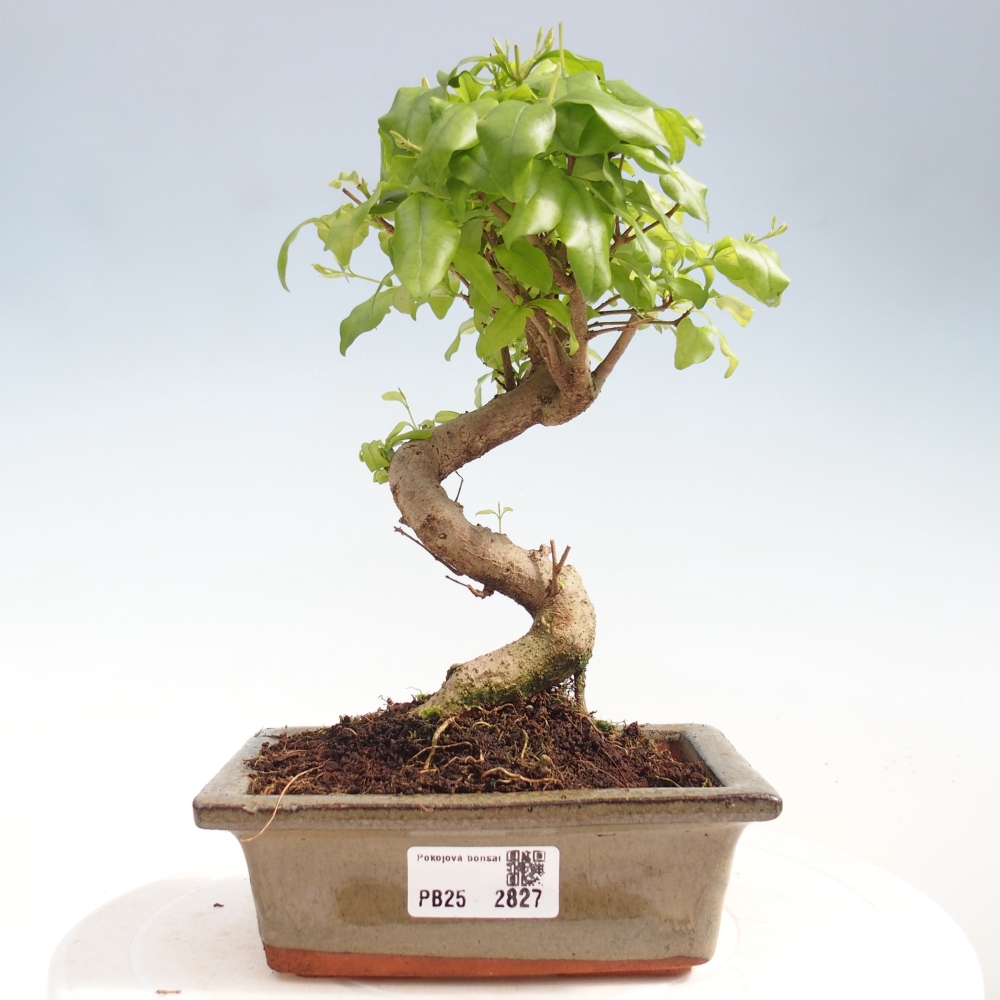 Izbová bonsai -Ligustrum chinensis - Vtáčí zob