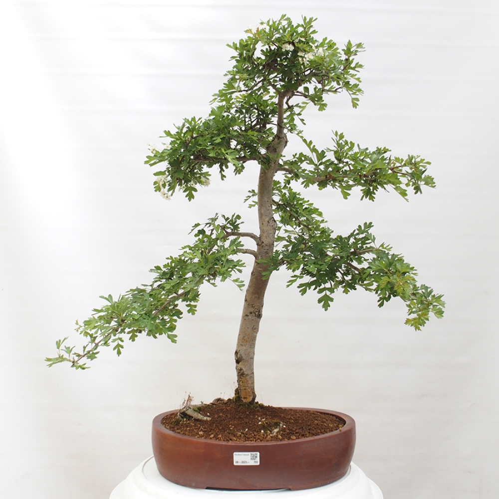 Vonkajší bonsai - Hloh - Crataegus monogyna