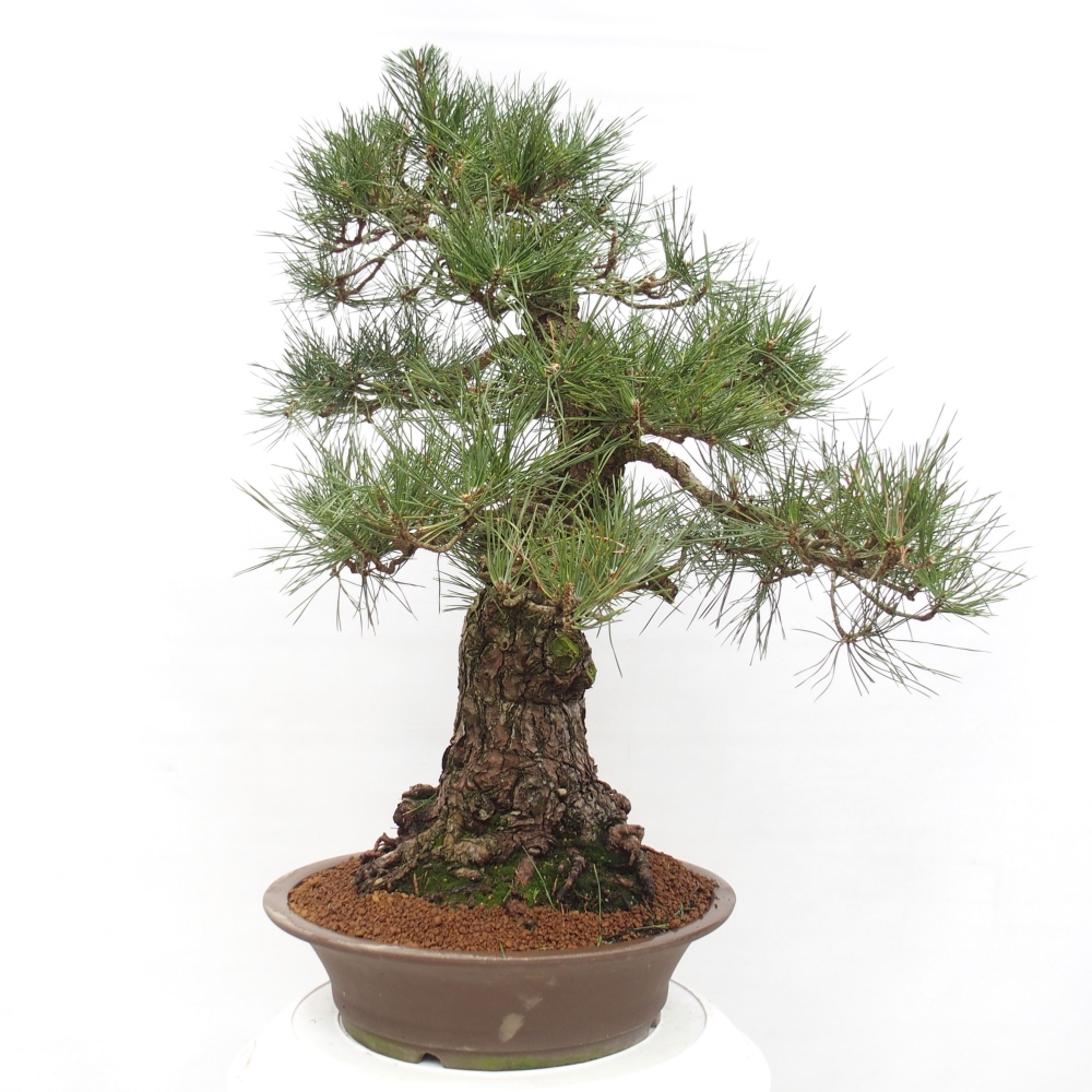 Vonkajšie bonsai - Pinus thunbergii - Borovica thunbergova