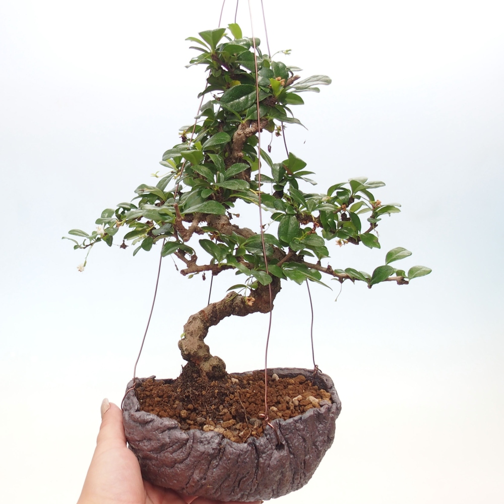 Kokedama v keramike - Čaj-fuki - Carmona macrophylla