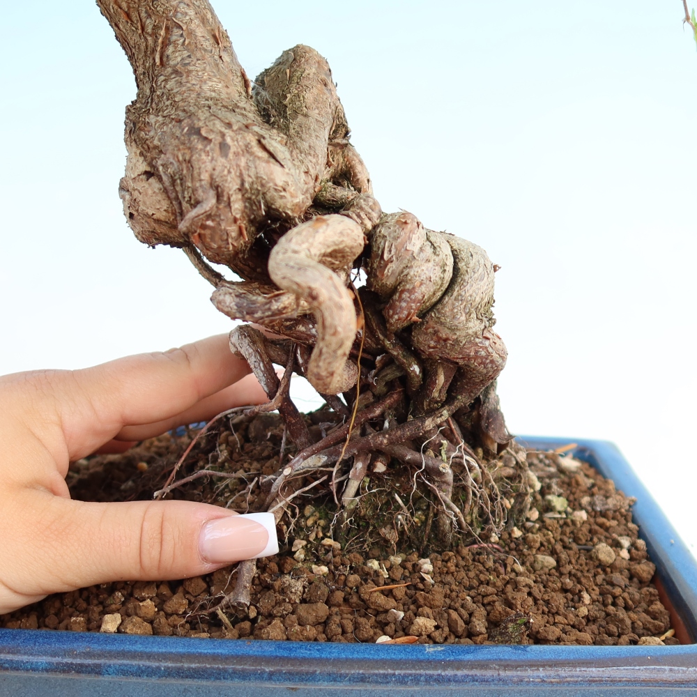 Vonkajší bonsaj -Carpinus coreana - Hrab kórejský