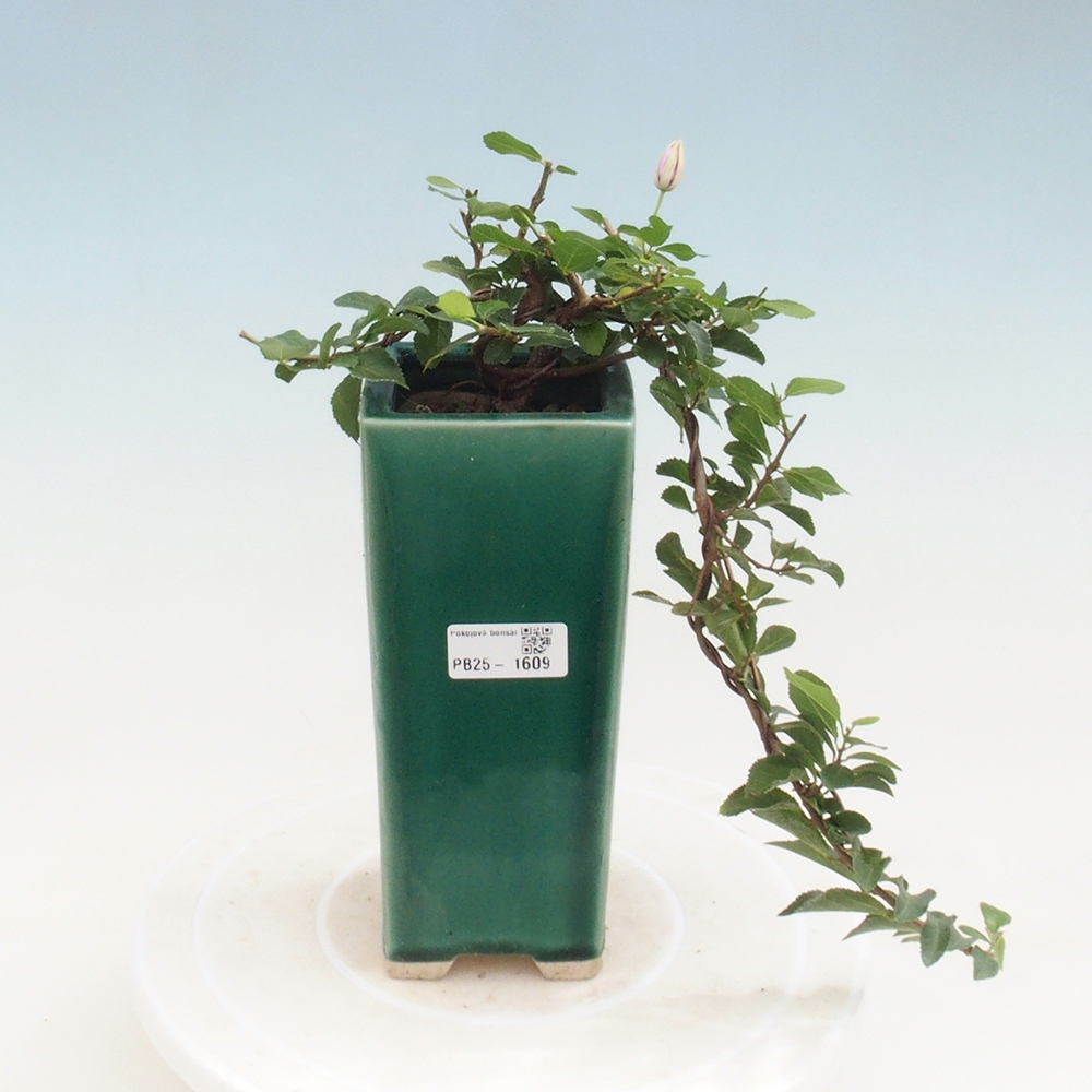 Izbová bonsai - Grewia occidentalis - Hviezdica levanduľová