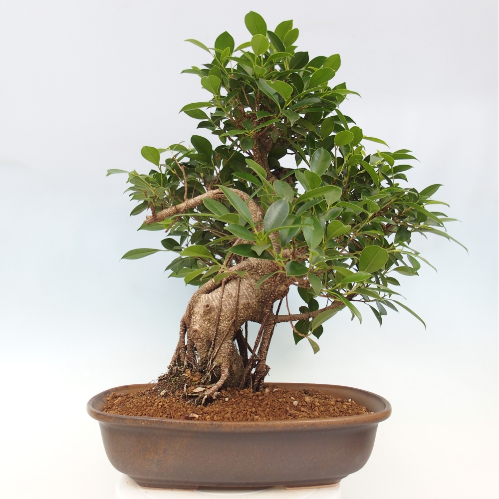 Izbový bonsaj - Ficus kimmen - drobnolistý fikus - len osobný odber alebo preprava na paletách