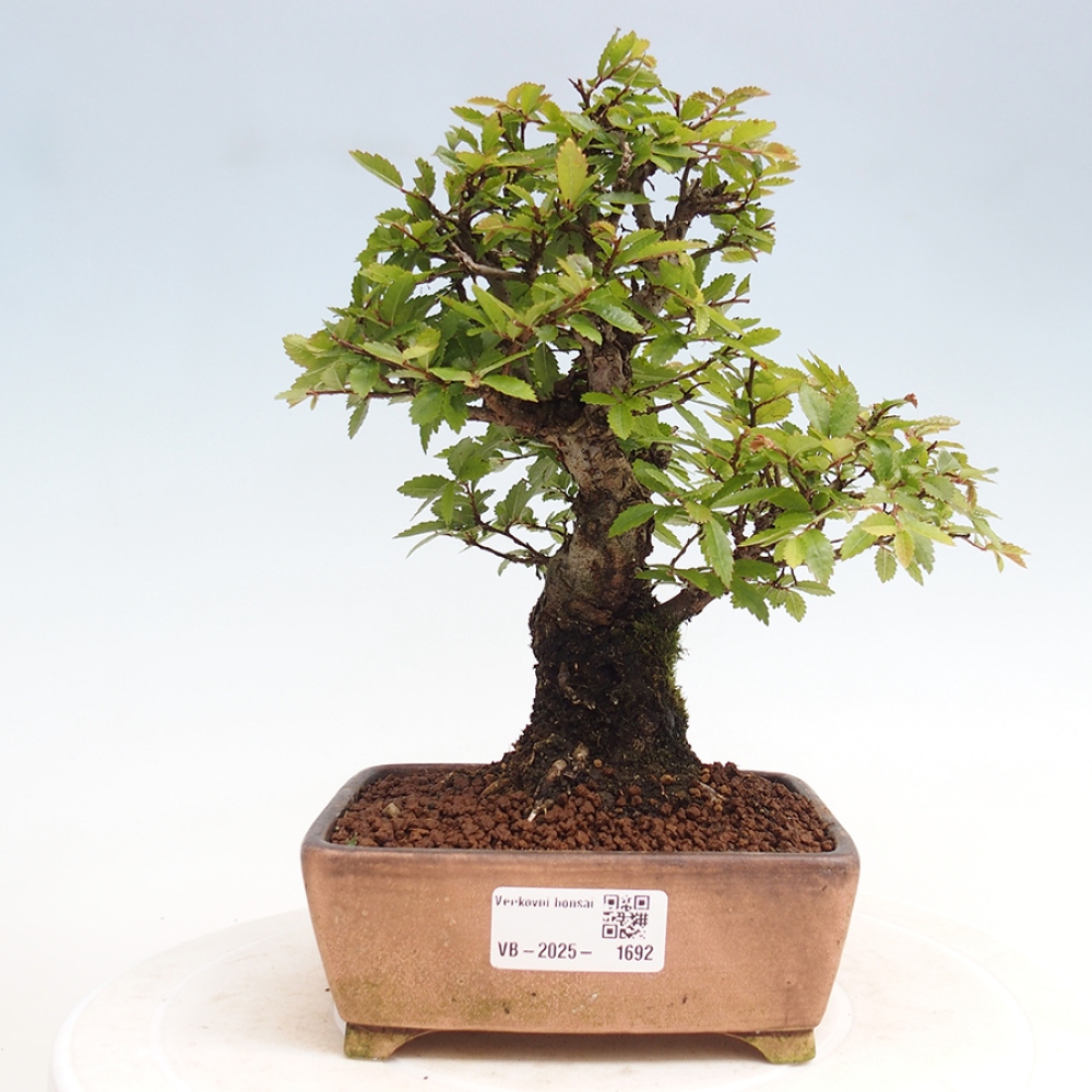 Vonkajšie bonsai - Zelkova - Zelkova Nirom
