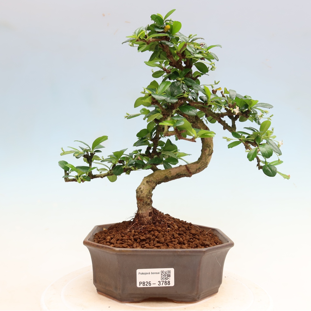 Izbové bonsaje - Carmona macrophylla - Tea fuki