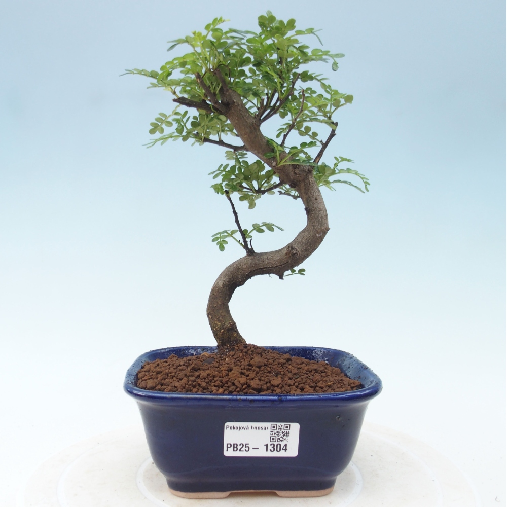 Izbová bonsai - Zantoxylum piperitum - piepor