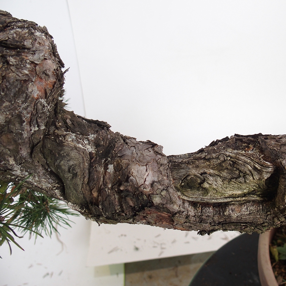 Yamadori - Pinus sylvestris Španielsko