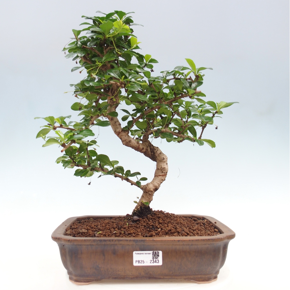 Izbová bonsai - Carmona macrophylla - Čaj fuki