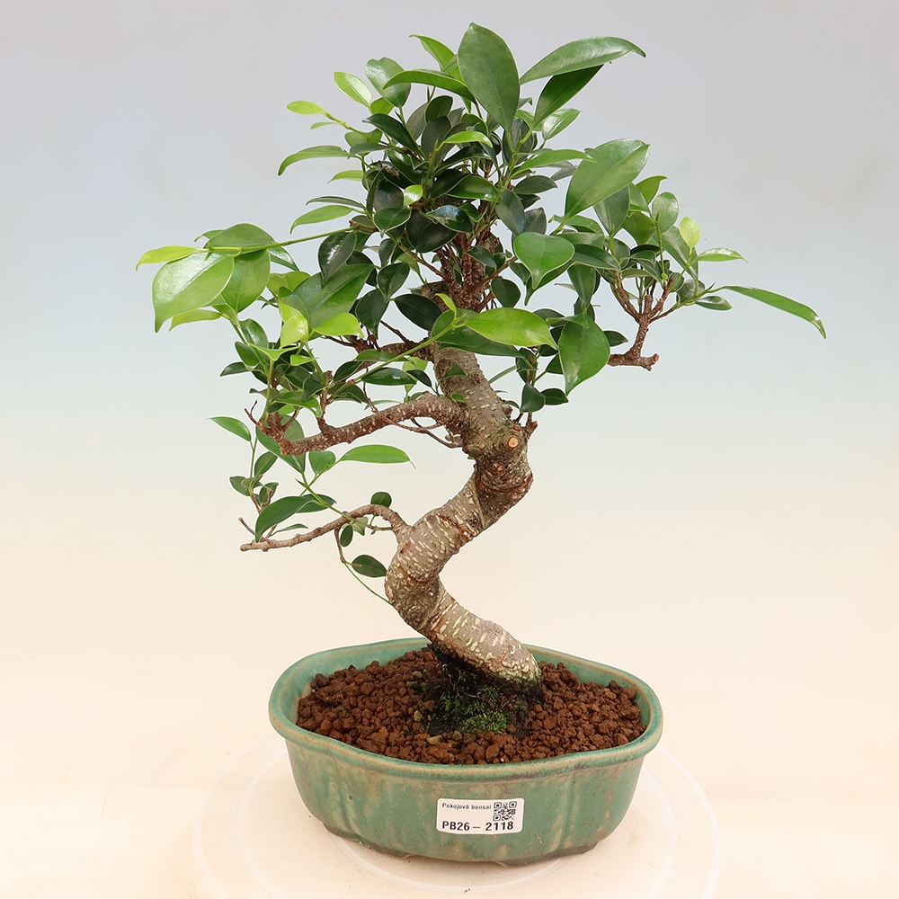 Izbový bonsaj - Ficus retusa - drobnolistý fikus