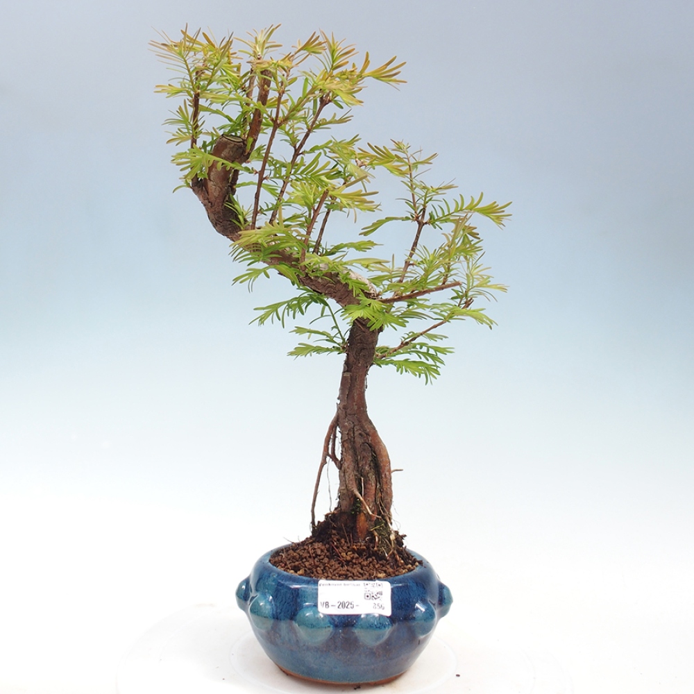 Vonkajšie bonsai - Metasequoia glyptostroboides - Metasekvoja Čínska