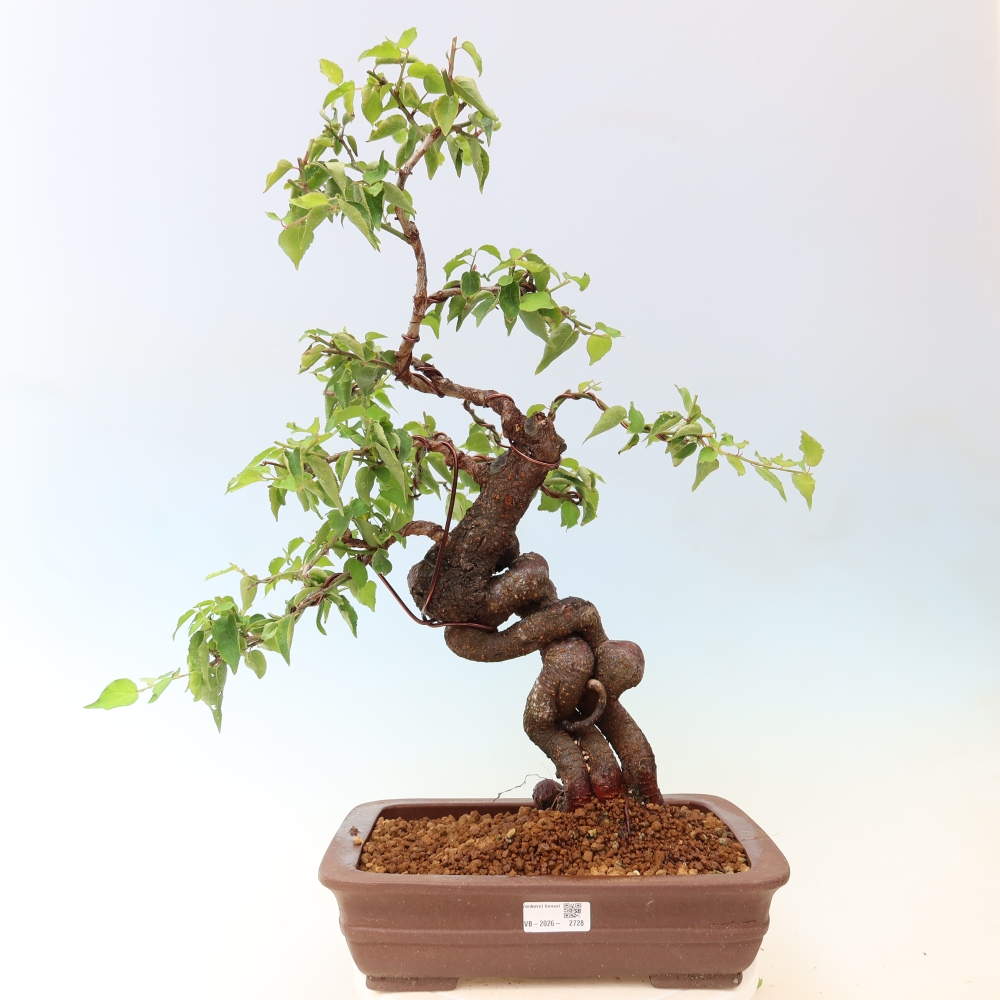 Vonkajšie bonsaje – Japonská marhuľa – Prunus Mume