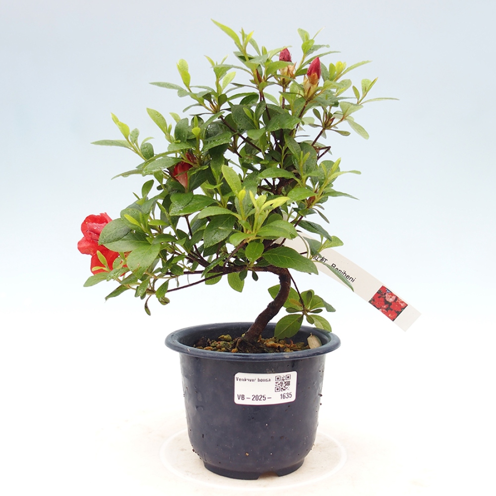 Vonkajší bonsai - Japonská azalka - Azalea Benibeni