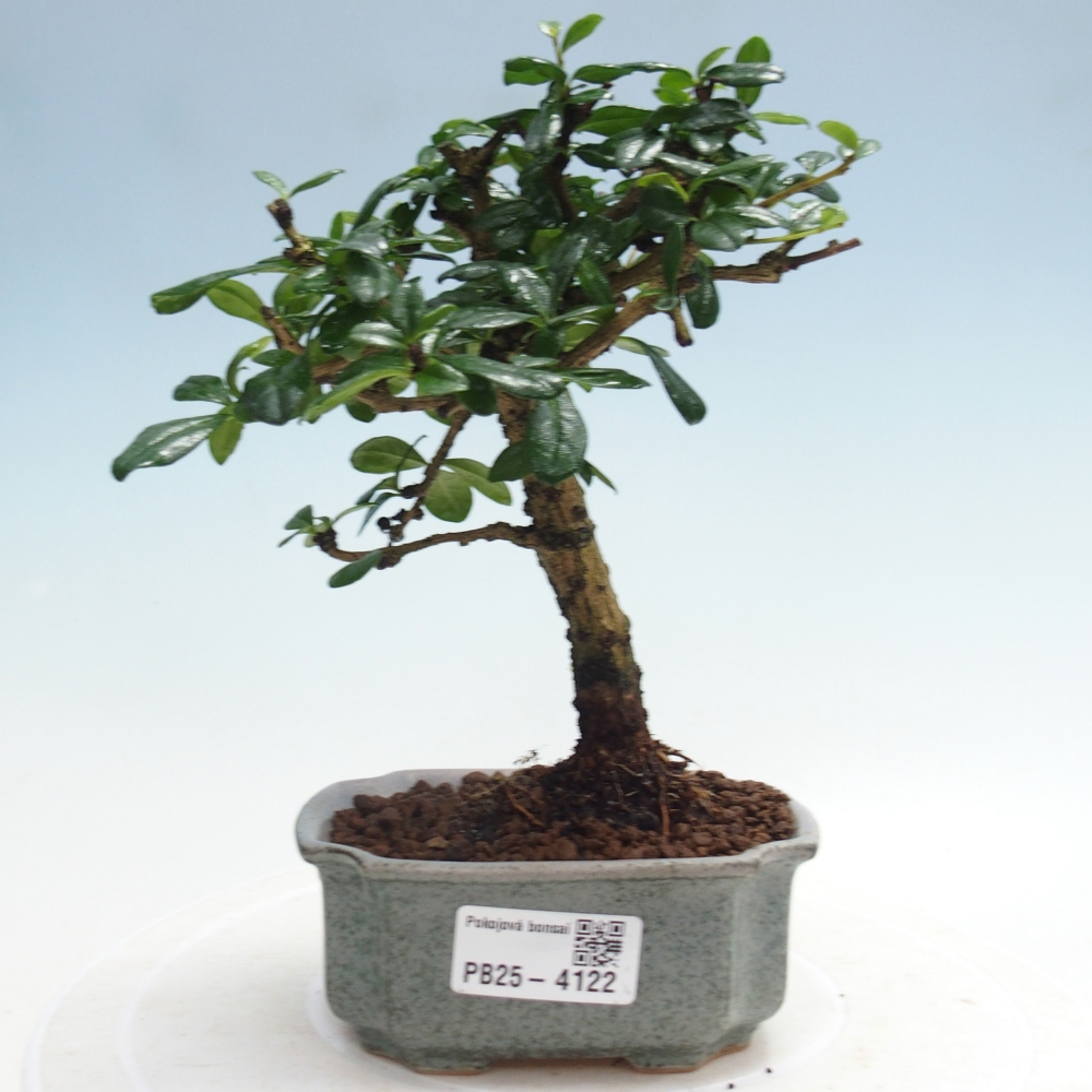 Izbová bonsai - Carmona macrophylla - Čaj fuki