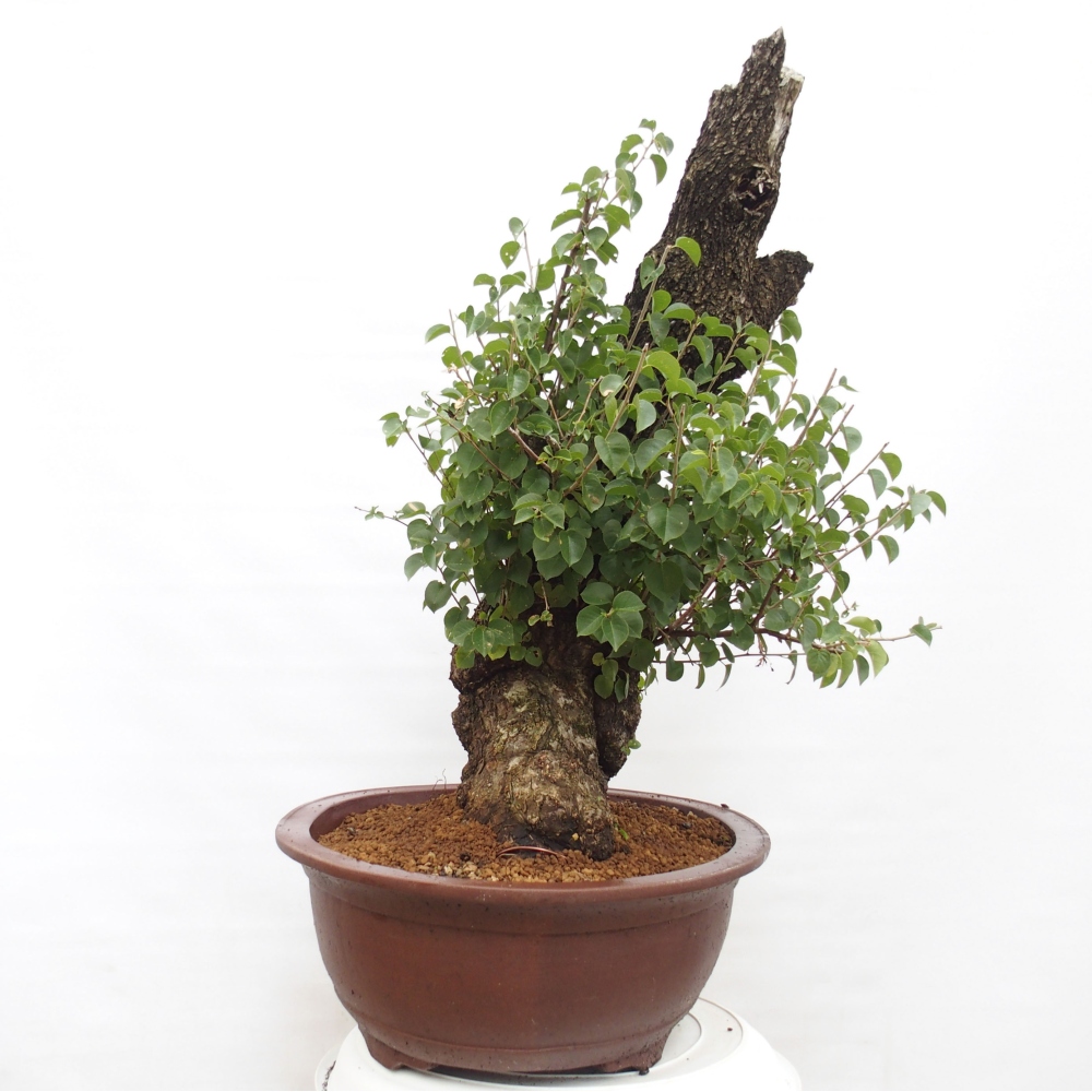 Vonkajšie bonsai - Mahalebka - Prunus mahalieb