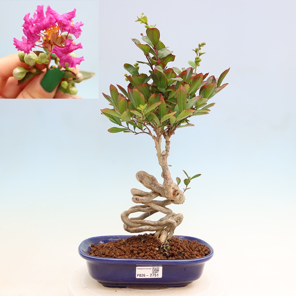 Izba bonsai – Lagerstroemia indica – indický orgován
