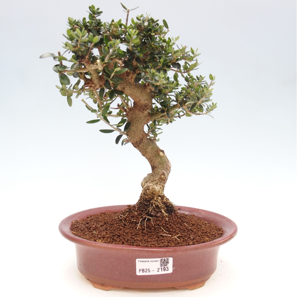 Izbová bonsai - Olea europaea sylvestris -Oliva evropská drobnolistá