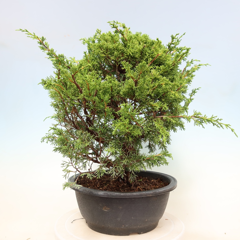 Vonkajší bonsai – Juniperus chinensis Itoigawa – čínsky jalovec