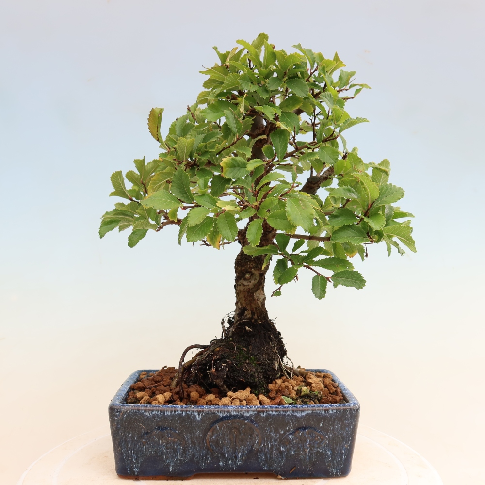 Vonkajšie bonsaje - Zelkova - Zelkova NIRE