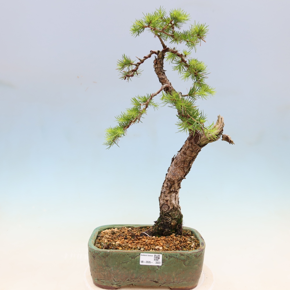 Vonkajšie bonsaje -Larix decidua - Smrekovec