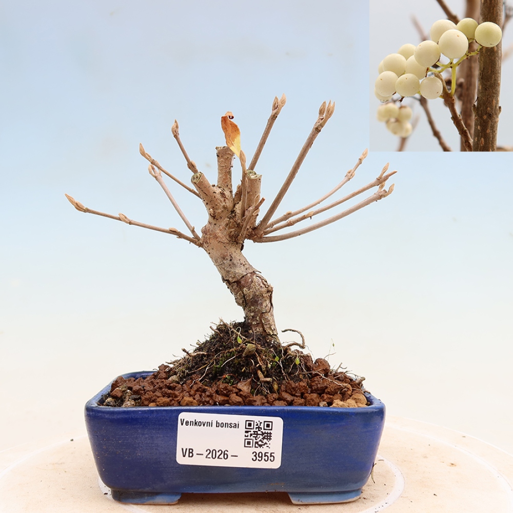 Vonkajší bonsai – Callicarpa bodinieri Snowqueen – krásnoplodka