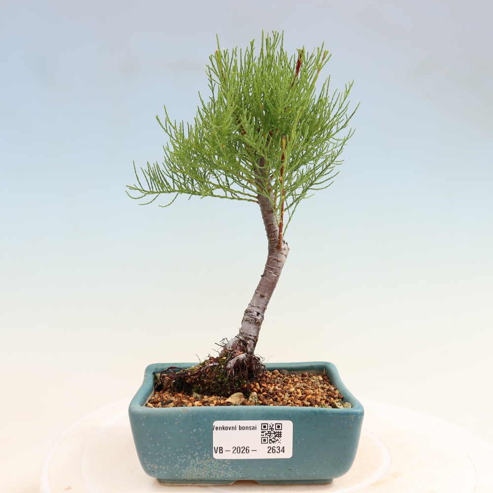 Vonkajšie bonsaje – Tamaryšek – Tamarix