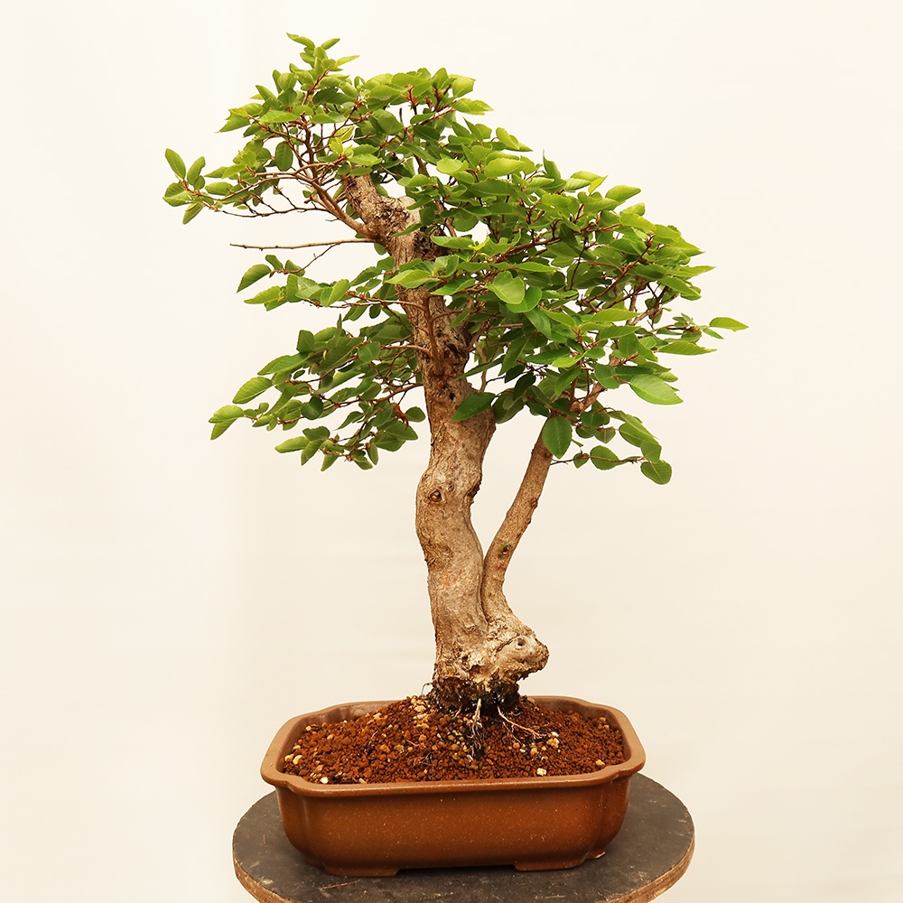 Vonkajší bonsai -Carpinus Coreana - Hrab kórejský