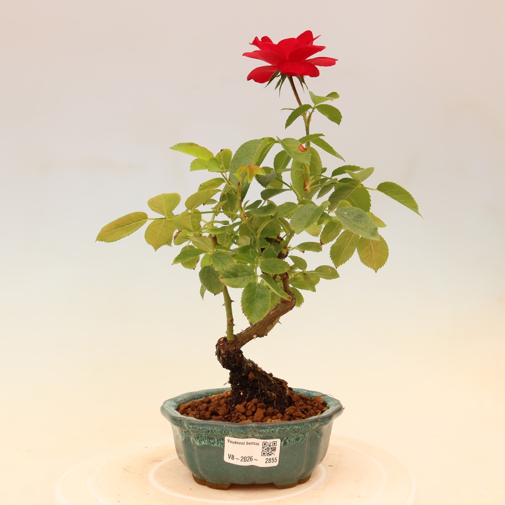 Vonkajšie bonsaje – Rosa Kordes – ruže